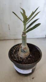 ENXERTO 11985 – 20cm (cor LM 1007) - Imagem 2