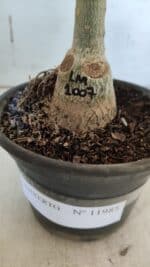 ENXERTO 11985 – 20cm (cor LM 1007) - Imagem 4