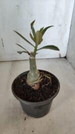 ENXERTO 11985 – 20cm (cor LM 1007) - Imagem 3