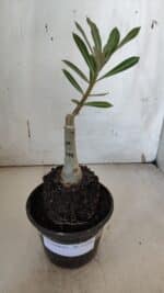 ENXERTO 11986 – 20cm (cor LM 979) - Imagem 2