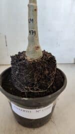 ENXERTO 11986 – 20cm (cor LM 979) - Imagem 4