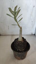 ENXERTO 11986 – 20cm (cor LM 979) - Imagem 3