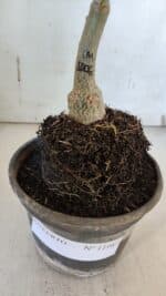 ENXERTO 11987 – 20cm (cor LM 1006) - Imagem 4