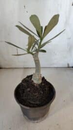 ENXERTO 11987 – 20cm (cor LM 1006) - Imagem 3