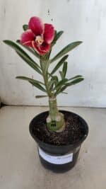 ENXERTO 11988 – 20cm (cor LM 618) - Imagem 2