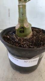 ENXERTO 11988 – 20cm (cor LM 618) - Imagem 5