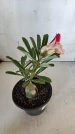 ENXERTO 11988 – 20cm (cor LM 618) - Imagem 4