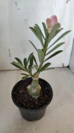 ENXERTO 11988 – 20cm (cor LM 618) - Imagem 3