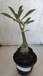 ENXERTO 11989 – 20cm (cor LM 887) - Imagem 2