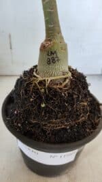 ENXERTO 11989 – 20cm (cor LM 887) - Imagem 4