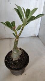 ENXERTO 11989 – 20cm (cor LM 887) - Imagem 3