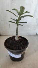 ENXERTO 11990 – 20cm (cor LM 490) - Imagem 2