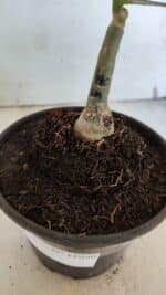 ENXERTO 11990 – 20cm (cor LM 490) - Imagem 4