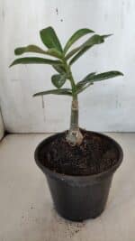 ENXERTO 11990 – 20cm (cor LM 490) - Imagem 3