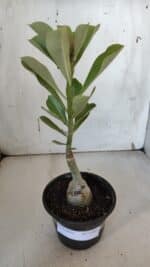 ENXERTO 11991 – 22cm (cor LM 232) - Imagem 2