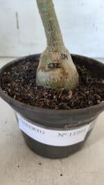 ENXERTO 11991 – 22cm (cor LM 232) - Imagem 4