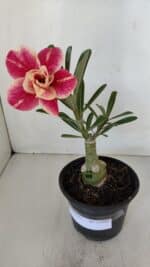 ENXERTO 11992 – 22cm (cor LM 618)