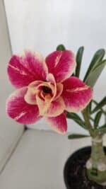 ENXERTO 11992 – 22cm (cor LM 618) - Imagem 3