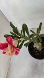 ENXERTO 11992 – 22cm (cor LM 618) - Imagem 4