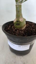 ENXERTO 11992 – 22cm (cor LM 618) - Imagem 7