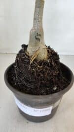 ENXERTO 11995 – 20cm (cor LM 491) - Imagem 4