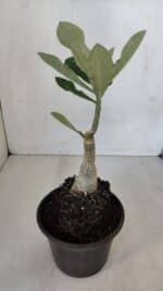 ENXERTO 11995 – 20cm (cor LM 491) - Imagem 3