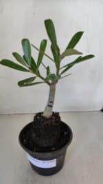 ENXERTO 11996 – 20cm (cor LM 1006) - Imagem 2