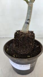 ENXERTO 11996 – 20cm (cor LM 1006) - Imagem 4