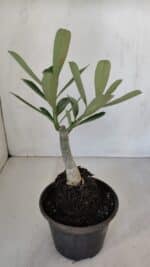 ENXERTO 11996 – 20cm (cor LM 1006) - Imagem 3