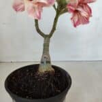 ENXERTO 11997 – 22cm (cor LM 728)