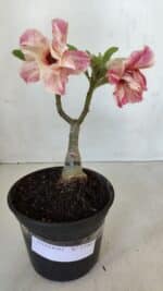 ENXERTO 11997 – 22cm (cor LM 728)