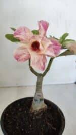 ENXERTO 11997 – 22cm (cor LM 728) - Imagem 3