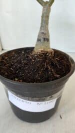 ENXERTO 11997 – 22cm (cor LM 728) - Imagem 6