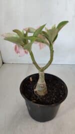 ENXERTO 11997 – 22cm (cor LM 728) - Imagem 5