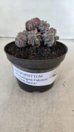 ASTROPHYTUM MYRIOSTIGMA cv FUKURYU "COLÔNIA"  Nº 955 – vaso 11 - Imagem 2