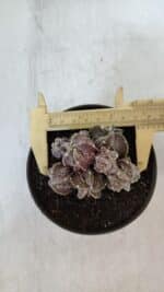 ASTROPHYTUM MYRIOSTIGMA cv FUKURYU "COLÔNIA"  Nº 955 – vaso 11 - Imagem 5