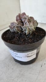 ASTROPHYTUM MYRIOSTIGMA cv FUKURYU "COLÔNIA"  Nº 955 – vaso 11 - Imagem 11