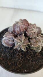 ASTROPHYTUM MYRIOSTIGMA cv FUKURYU "COLÔNIA"  Nº 955 – vaso 11 - Imagem 3