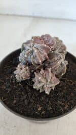 ASTROPHYTUM MYRIOSTIGMA cv FUKURYU "COLÔNIA"  Nº 955 – vaso 11 - Imagem 10