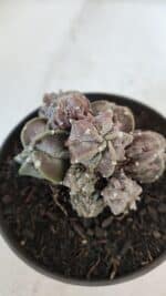 ASTROPHYTUM MYRIOSTIGMA cv FUKURYU "COLÔNIA"  Nº 955 – vaso 11 - Imagem 9