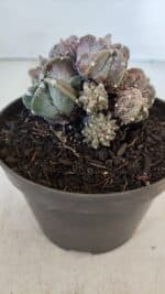 ASTROPHYTUM MYRIOSTIGMA cv FUKURYU "COLÔNIA"  Nº 955 – vaso 11 - Imagem 8