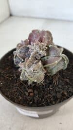 ASTROPHYTUM MYRIOSTIGMA cv FUKURYU "COLÔNIA"  Nº 955 – vaso 11 - Imagem 7