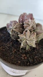 ASTROPHYTUM MYRIOSTIGMA cv FUKURYU "COLÔNIA"  Nº 955 – vaso 11 - Imagem 6