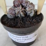 ASTROPHYTUM MYRIOSTIGMA cv FUKURYU "COLÔNIA"  Nº 955 – vaso 11