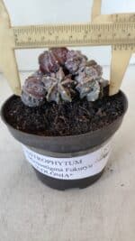 ASTROPHYTUM MYRIOSTIGMA cv FUKURYU "COLÔNIA"  Nº 955 – vaso 11