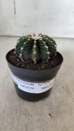 GYMNOCALYCIUM Friedrichii LB 2178 - Nº 370 – vaso 09 - Imagem 2