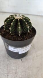 GYMNOCALYCIUM Friedrichii LB 2178 - Nº 370 – vaso 09 - Imagem 9