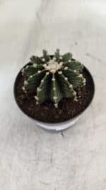 GYMNOCALYCIUM Friedrichii LB 2178 - Nº 370 – vaso 09 - Imagem 8