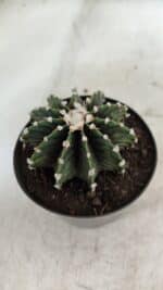 GYMNOCALYCIUM Friedrichii LB 2178 - Nº 370 – vaso 09 - Imagem 3