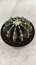 GYMNOCALYCIUM Friedrichii LB 2178 - Nº 370 – vaso 09 - Imagem 7